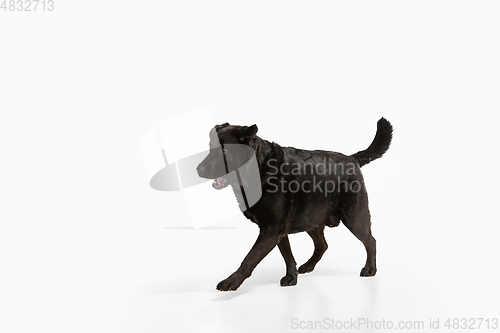 Image of Studio shot of black labrador retriever isolated on white studio background