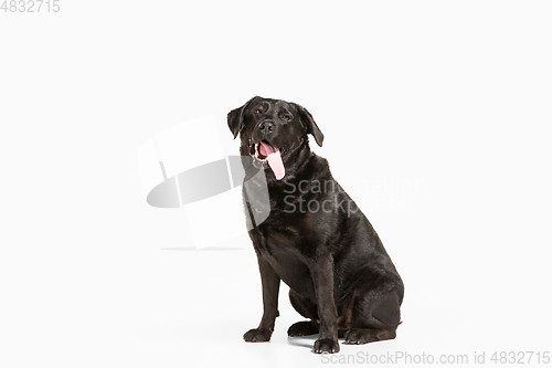 Image of Studio shot of black labrador retriever isolated on white studio background