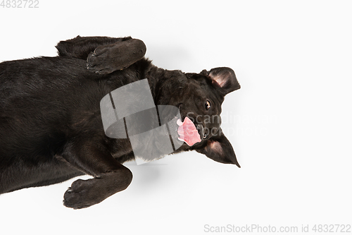 Image of Studio shot of black labrador retriever isolated on white studio background