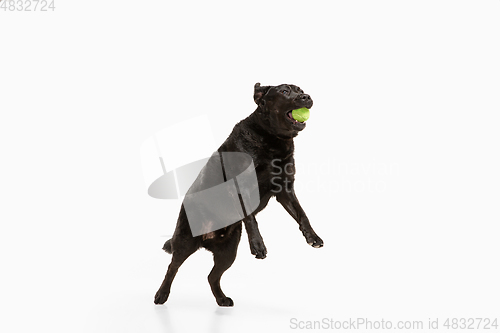 Image of Studio shot of black labrador retriever isolated on white studio background