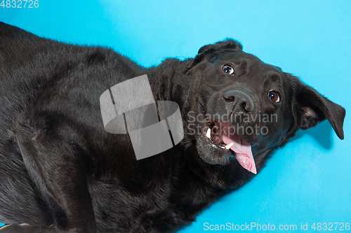 Image of Studio shot of black labrador retriever isolated on blue studio background