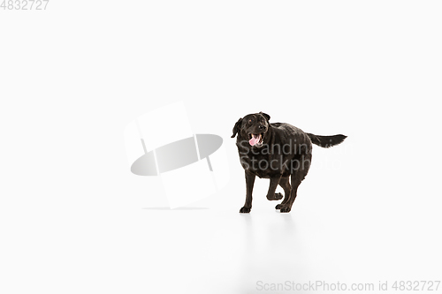 Image of Studio shot of black labrador retriever isolated on white studio background