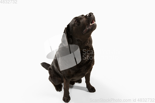 Image of Studio shot of black labrador retriever isolated on white studio background