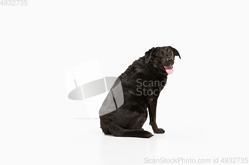 Image of Studio shot of black labrador retriever isolated on white studio background