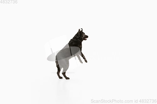 Image of Studio shot of black labrador retriever isolated on white studio background