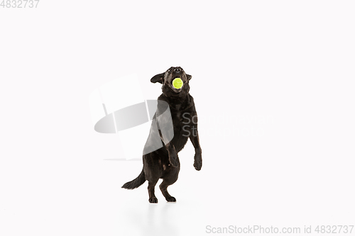 Image of Studio shot of black labrador retriever isolated on white studio background