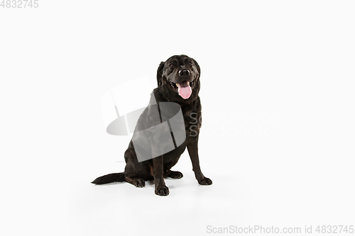 Image of Studio shot of black labrador retriever isolated on white studio background