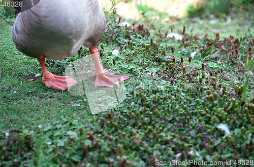 Image of Happily barefoot