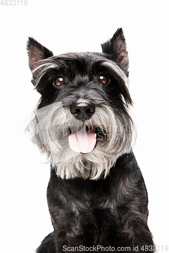 Image of Cute puppy of Miniature Schnauzer dog posing isolated over white background