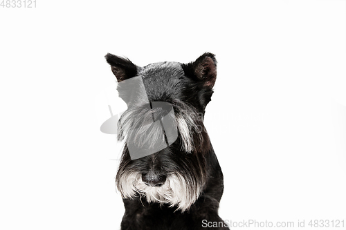 Image of Cute puppy of Miniature Schnauzer dog posing isolated over white background