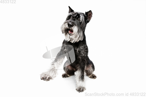 Image of Cute puppy of Miniature Schnauzer dog posing isolated over white background