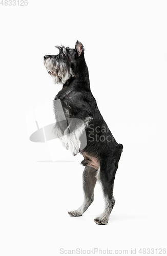 Image of Cute puppy of Miniature Schnauzer dog posing isolated over white background