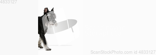 Image of Cute puppy of Miniature Schnauzer dog posing isolated over white background