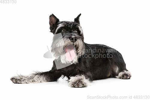 Image of Cute puppy of Miniature Schnauzer dog posing isolated over white background