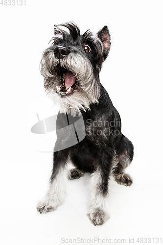 Image of Cute puppy of Miniature Schnauzer dog posing isolated over white background