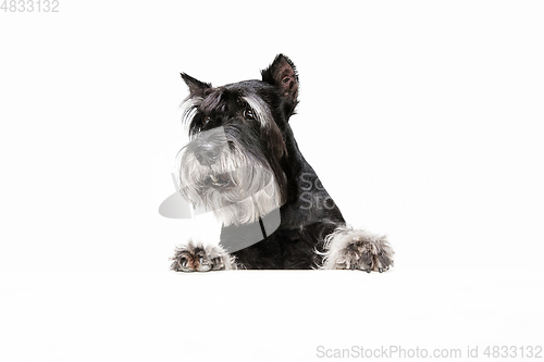 Image of Cute puppy of Miniature Schnauzer dog posing isolated over white background