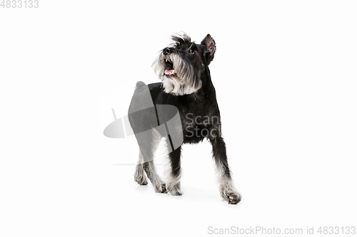 Image of Cute puppy of Miniature Schnauzer dog posing isolated over white background