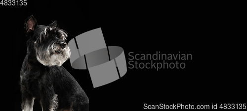 Image of Cute puppy of Miniature Schnauzer dog posing isolated over black background