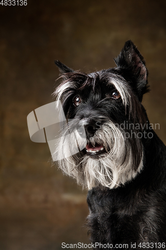 Image of Cute puppy of Miniature Schnauzer dog posing isolated over dark background