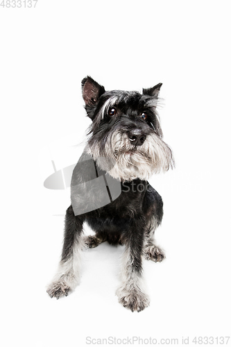 Image of Cute puppy of Miniature Schnauzer dog posing isolated over white background