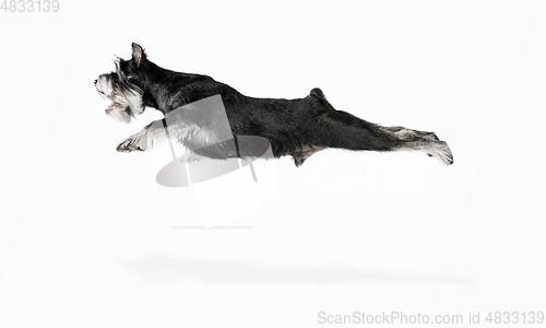 Image of Cute puppy of Miniature Schnauzer dog posing isolated over white background