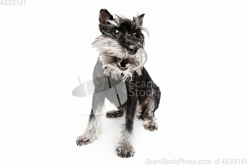 Image of Cute puppy of Miniature Schnauzer dog posing isolated over white background