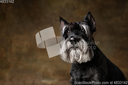 Image of Cute puppy of Miniature Schnauzer dog posing isolated over dark background