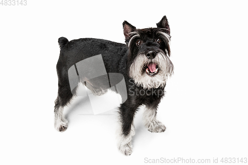 Image of Cute puppy of Miniature Schnauzer dog posing isolated over white background