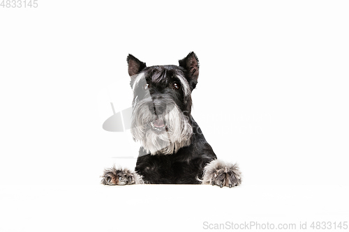 Image of Cute puppy of Miniature Schnauzer dog posing isolated over white background