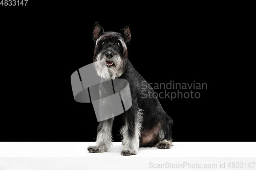 Image of Cute puppy of Miniature Schnauzer dog posing isolated over black background