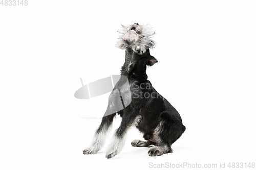 Image of Cute puppy of Miniature Schnauzer dog posing isolated over white background