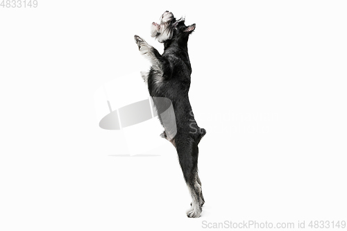 Image of Cute puppy of Miniature Schnauzer dog posing isolated over white background