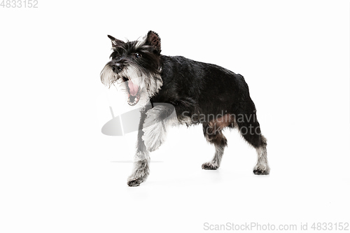 Image of Cute puppy of Miniature Schnauzer dog posing isolated over white background