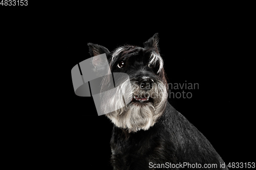 Image of Cute puppy of Miniature Schnauzer dog posing isolated over black background