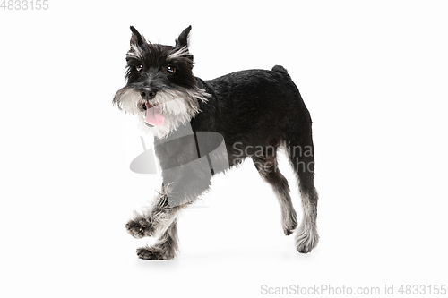 Image of Cute puppy of Miniature Schnauzer dog posing isolated over white background