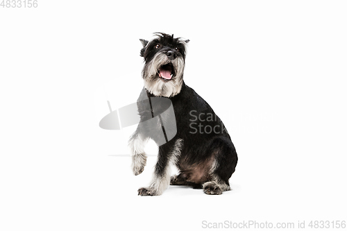 Image of Cute puppy of Miniature Schnauzer dog posing isolated over white background