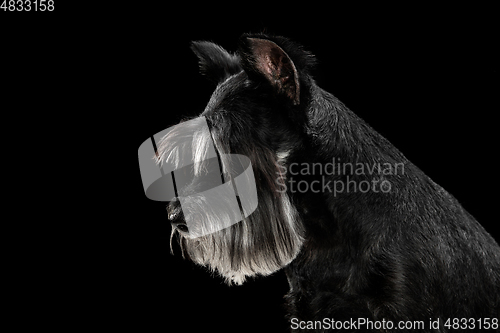 Image of Cute puppy of Miniature Schnauzer dog posing isolated over black background