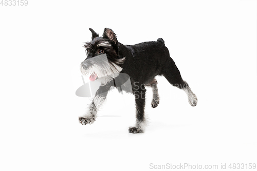 Image of Cute puppy of Miniature Schnauzer dog posing isolated over white background