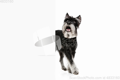 Image of Cute puppy of Miniature Schnauzer dog posing isolated over white background