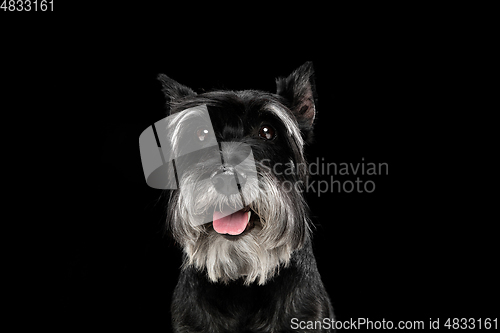 Image of Cute puppy of Miniature Schnauzer dog posing isolated over black background