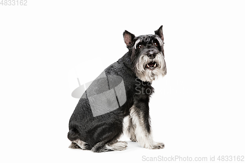 Image of Cute puppy of Miniature Schnauzer dog posing isolated over white background