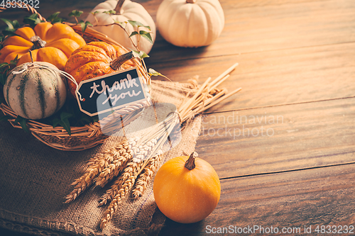 Image of Thanksgiving - still life with pumpkins, ears and autumn leaves 