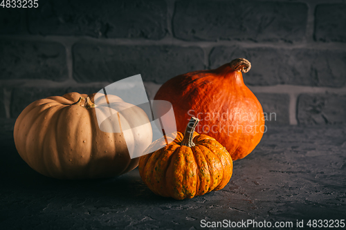 Image of Pumpkins for Thanksgiving on black background 