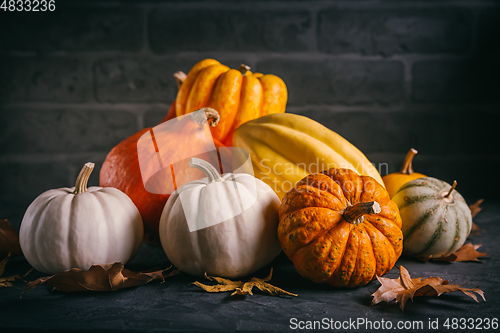 Image of Pumpkins for Thanksgiving on black background