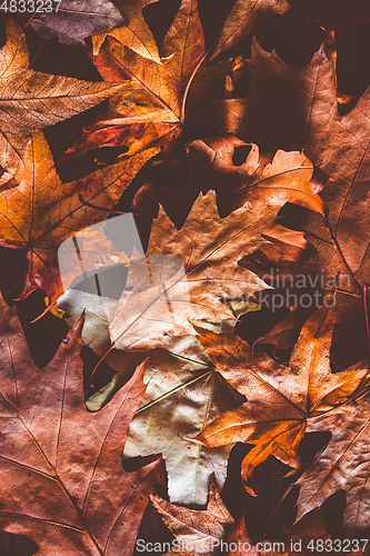 Image of Dried autumn leaves as background