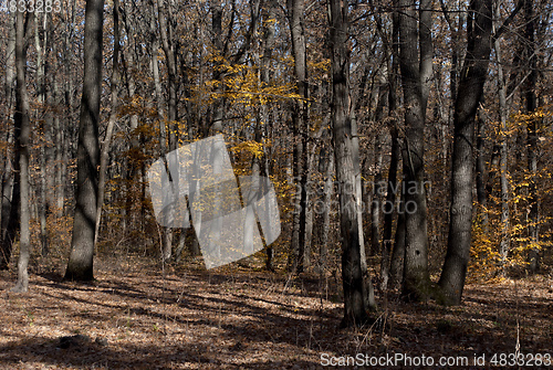 Image of autumn forest