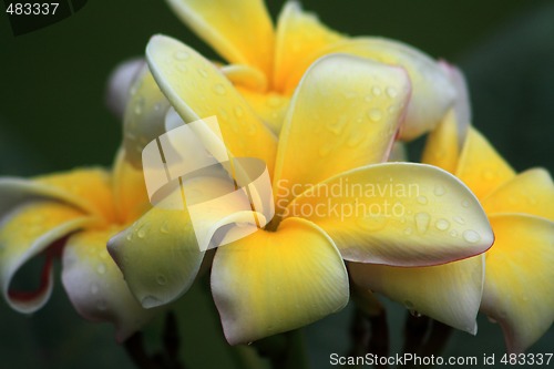 Image of Frangipani (Plumeria)