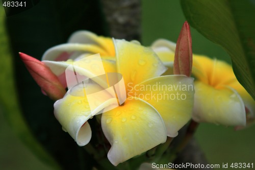 Image of Frangipani (Plumeria)