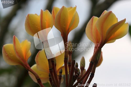 Image of Frangipani (Plumeria)