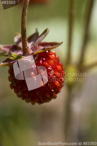 Image of wild strawberry